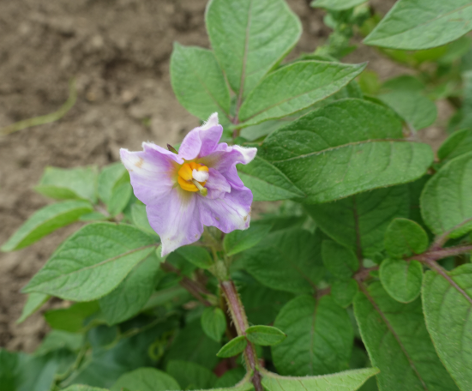 Bl�te von Kartoffelsorte Valfi