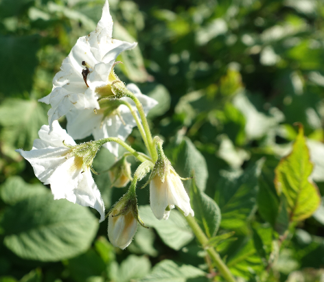Bl�te von Kartoffelsorte Red Salad