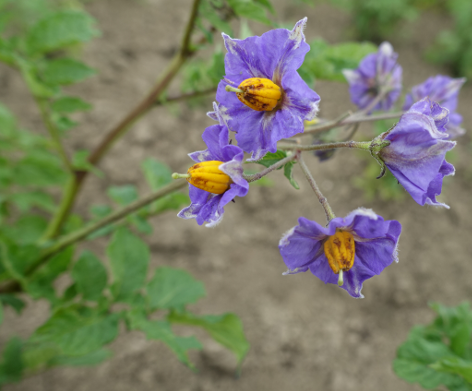 Bl�te von Kartoffelsorte Kankan