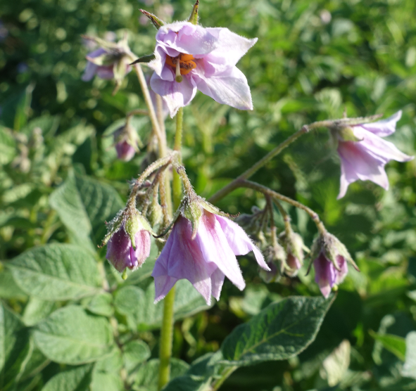 Bl�te von Kartoffelsorte Kum Jung