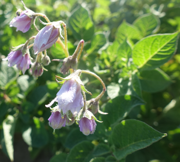 Bl�te von Kartoffelsorte Kum Jung