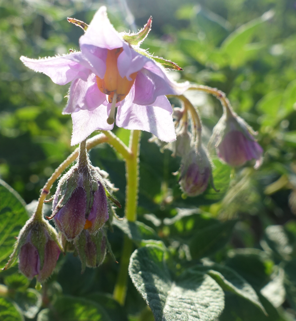 Bl�te von Kartoffelsorte Kum Jung