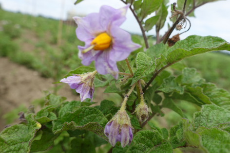 Bl�te von Kartoffelsorte Voran