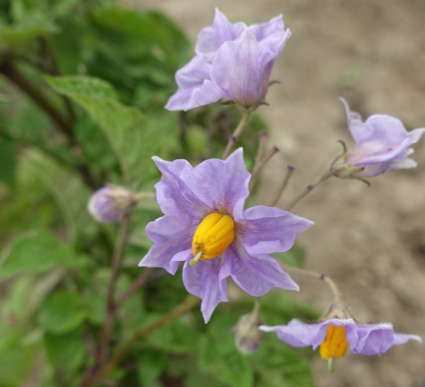 Bl�te von Kartoffelsorte Voran