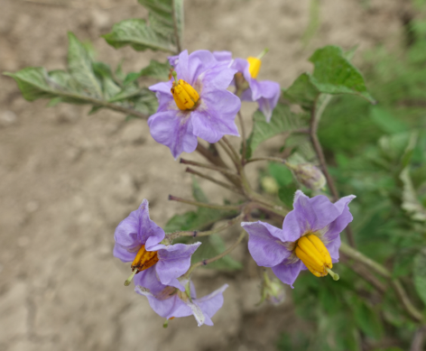 Bl�te von Kartoffelsorte Voran