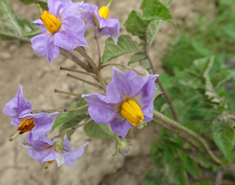 Bl�te von Kartoffelsorte Voran