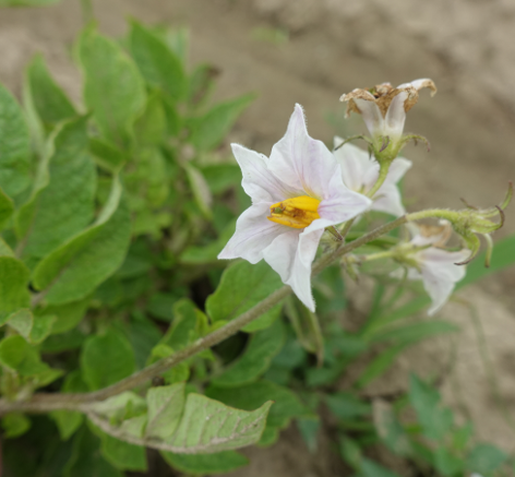 Bl�te von Kartoffelsorte R�slau