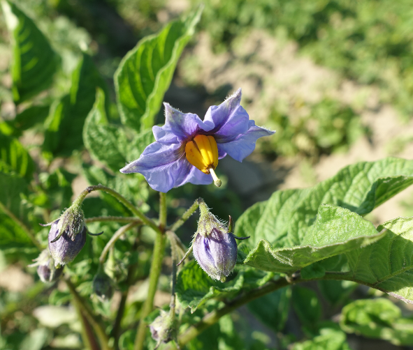 Bl�te von Kartoffelsorte Goldbecker Blau Wei�