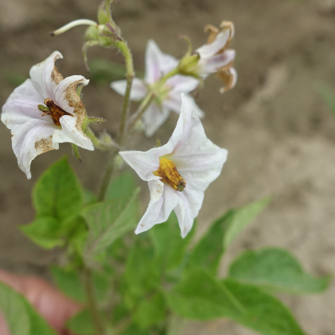 Bl�te von Kartoffelsorte R�slau