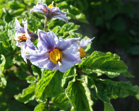 Bl�te von Kartoffelsorte Goldbecker Blau Wei�