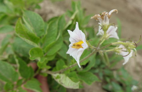 Bl�te von Kartoffelsorte R�slau