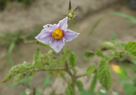 Bl�te von Kartoffelsorte Blue Kestrell