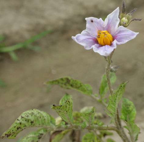 Bl�te von Kartoffelsorte Blue Kestrell