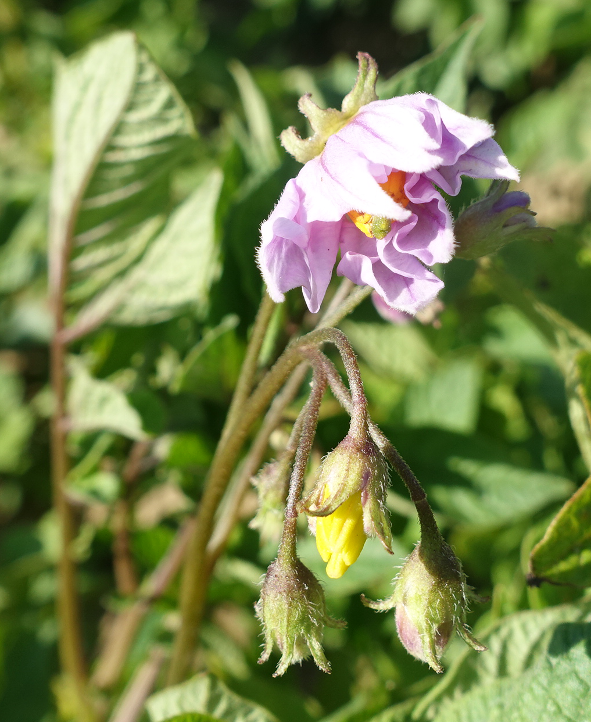 Bl�te von Kartoffelsorte Prof. Gerlach