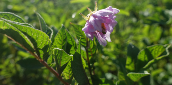 Bl�te von Kartoffelsorte Prof. Gerlach