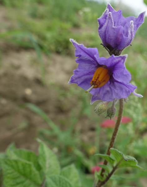 Bl�te von Kartoffelsorte Drei Fragezeichen