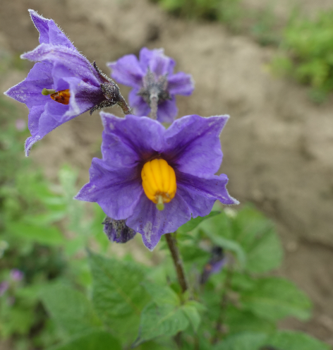 Bl�te von Kartoffelsorte Drei Fragezeichen