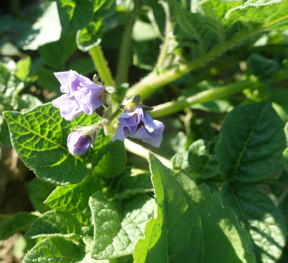 Bl�te von Kartoffelsorte Alaska Frostless