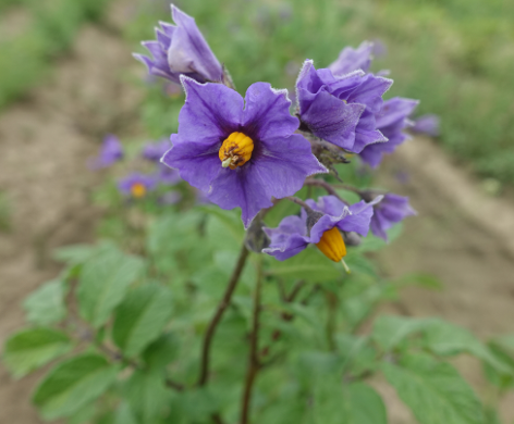 Bl�te von Kartoffelsorte Blaue Haussorte