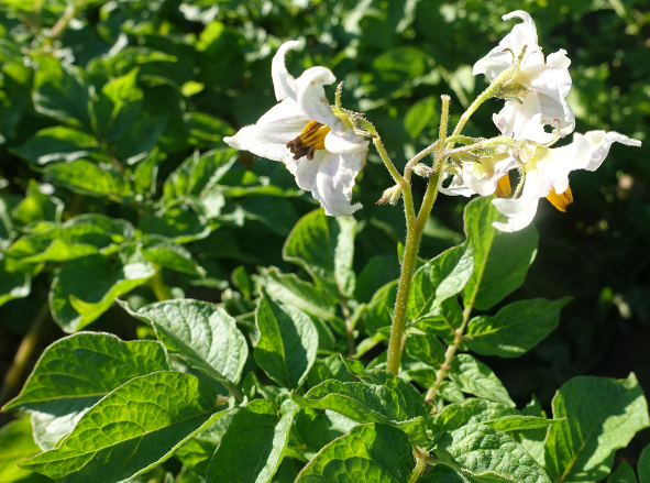 Bl�te von Kartoffelsorte Ackersegen