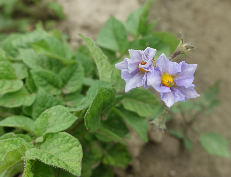 Bl�te von Kartoffelsorte Alaska Frostless