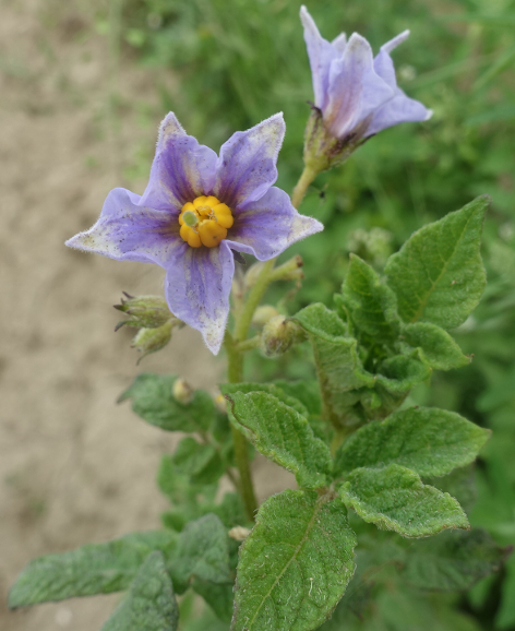 Bl�te von Kartoffelsorte Puikula