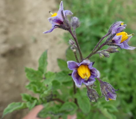 Bl�te von Kartoffelsorte Puikula