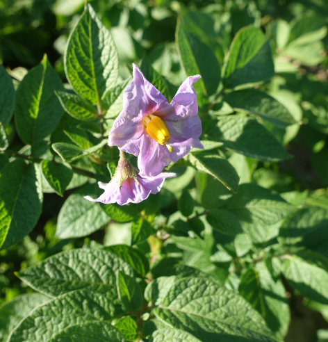 Bl�te von Kartoffelsorte Ciclame'