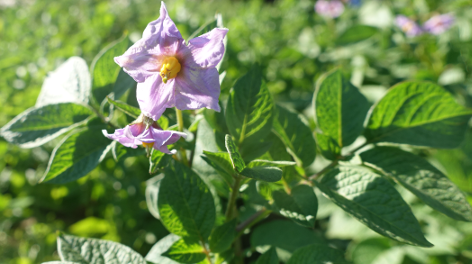 Bl�te von Kartoffelsorte Ciclame'