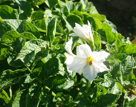 Bl�te von Kartoffelsorte Augsburger Gold