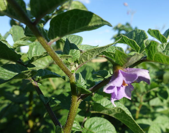 Bl�te von Kartoffelsorte Blue Danube