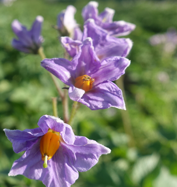 Bl�te von Kartoffelsorte Blue Danube