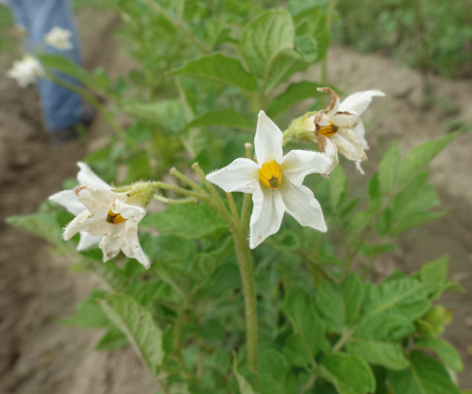 Bl�te von Kartoffelsorte Institut de Beauvaise