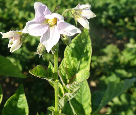 Bl�te von Kartoffelsorte Golden Wonder