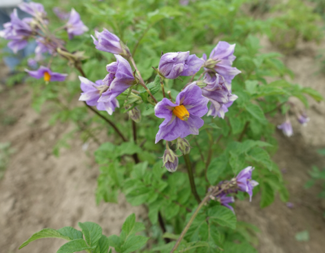 Bl�te von Kartoffelsorte Enemik