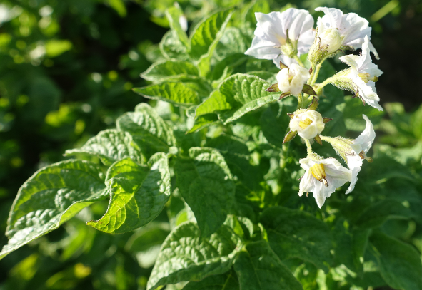 Bl�te von Kartoffelsorte Golden Wonder