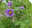 Blüte der Kartoffelsorte Enemik