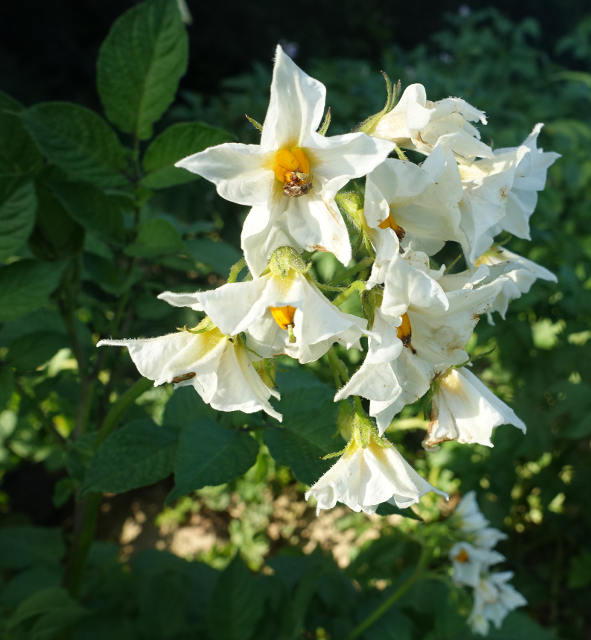 Bl�te von Kartoffelsorte Heiderot