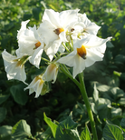 Blüte der Kartoffelsorte Heiderot