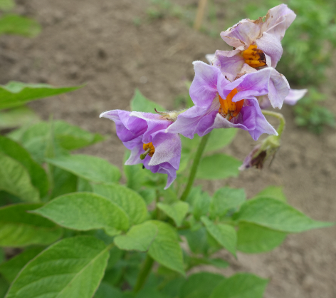 Bl�te von Kartoffelsorte Red Eys