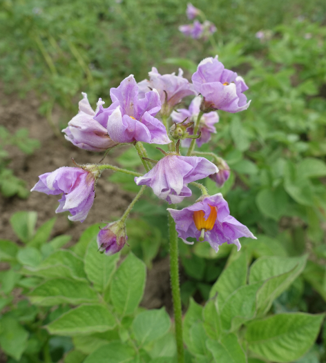 Bl�te von Kartoffelsorte Red Eys