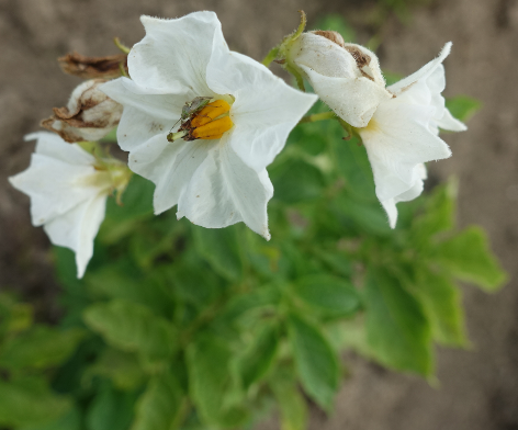 Bl�te von Kartoffelsorte Ackersegen