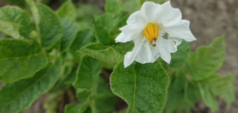 Bl�te von Kartoffelsorte Ackersegen