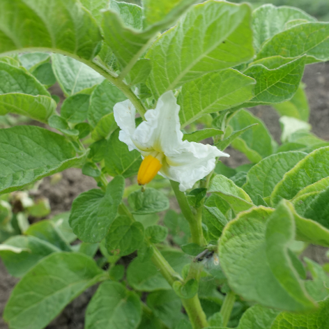 Bl�te von Kartoffelsorte Linzer Delikatess