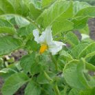 Blüte der Kartoffelsorte Linzer Delikatess