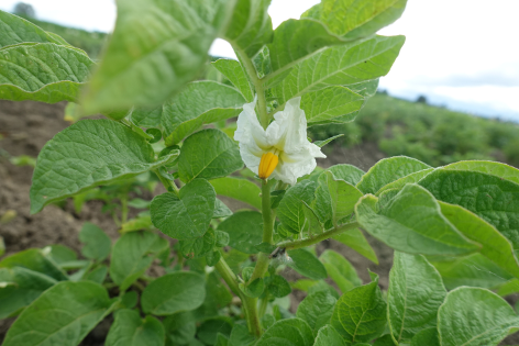 Bl�te von Kartoffelsorte Linzer Delikatess