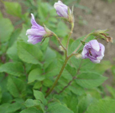 Bl�te von Kartoffelsorte Cheyenne