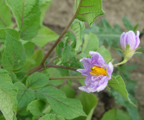 Bl�te von Kartoffelsorte Cheyenne