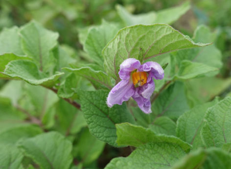 Bl�te von Kartoffelsorte Cheyenne