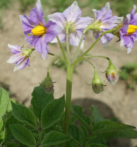 Bl�te von Kartoffelsorte Lima NEG67